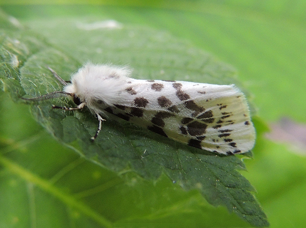 Zeuzera pyrina (Cossidae)?  No, Hyphantria cunea (Erebidae Arctiinae)